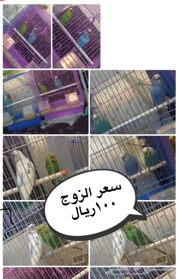 الطايف - الطيور وصحتها (image 1)
