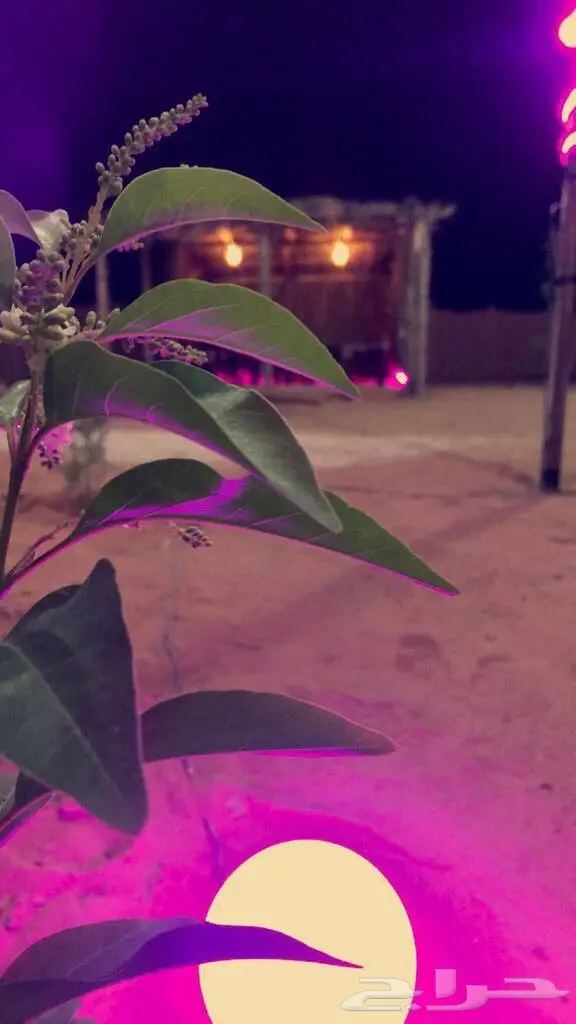 مخيم (image 5)