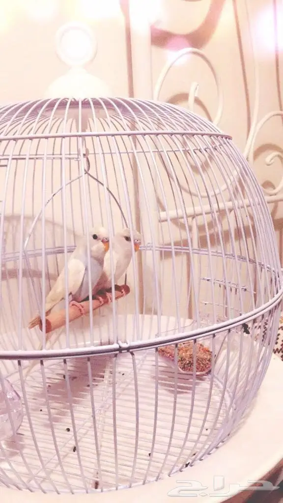 جوز بادجي ابيض (image 1)