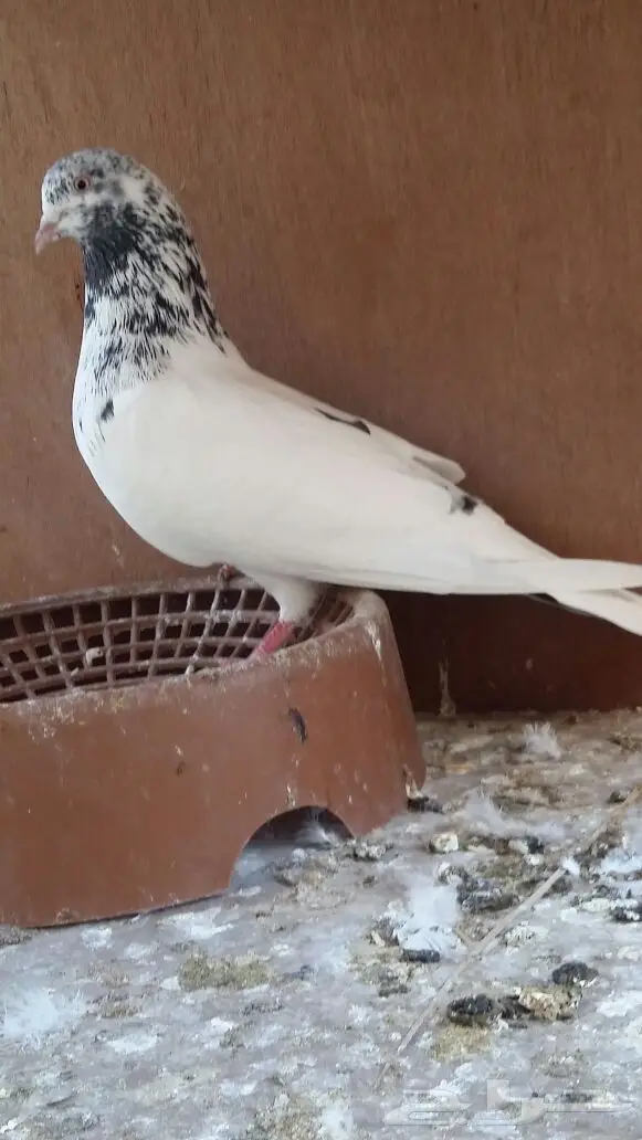 زوج باكستاني (image 1)