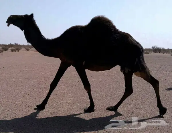 مجهم ملاقي منوه القناي