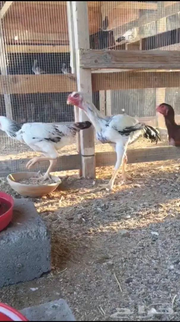  دجاج حجازي (image 1)