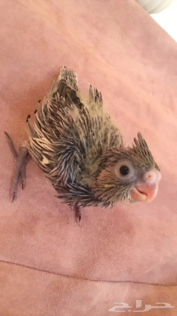 فرخ كروان غر