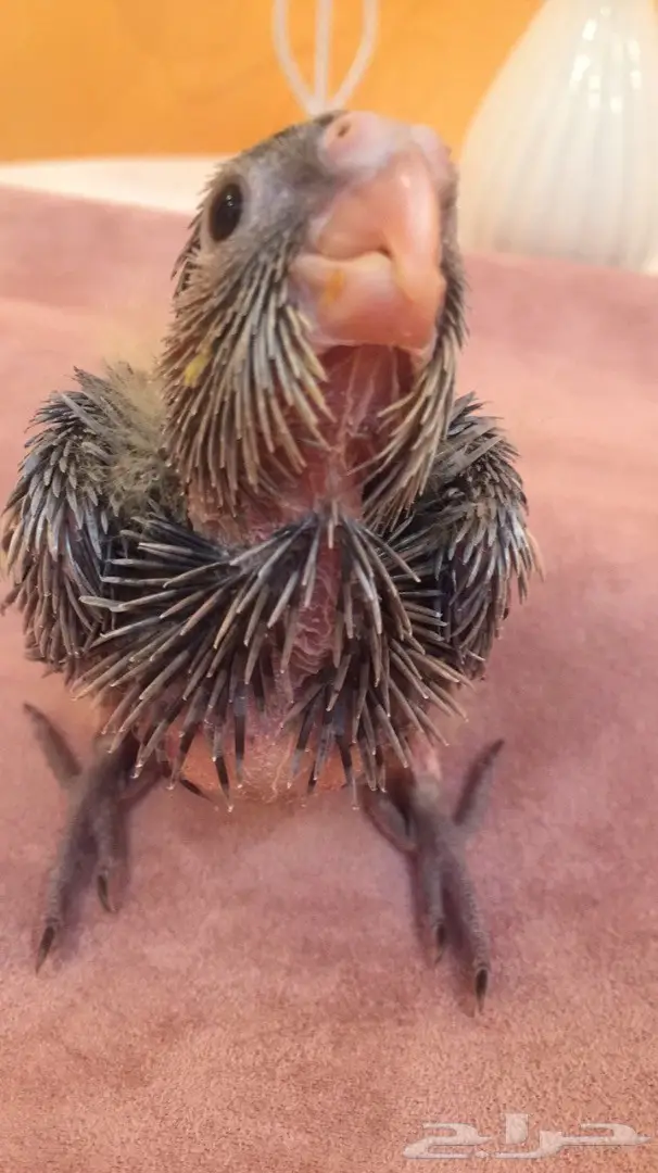 فرخ كروان غر (image 1)