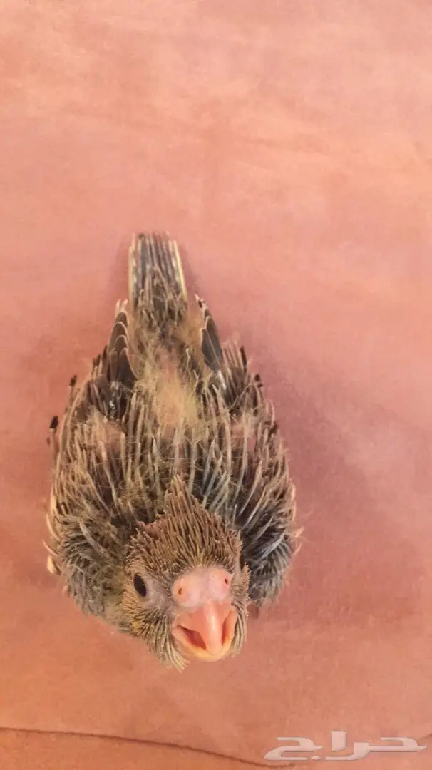 فرخ كروان غر (image 2)