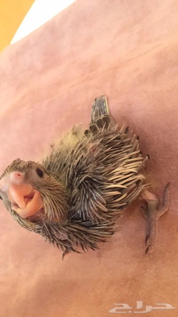 فرخ كروان غر (image 3)