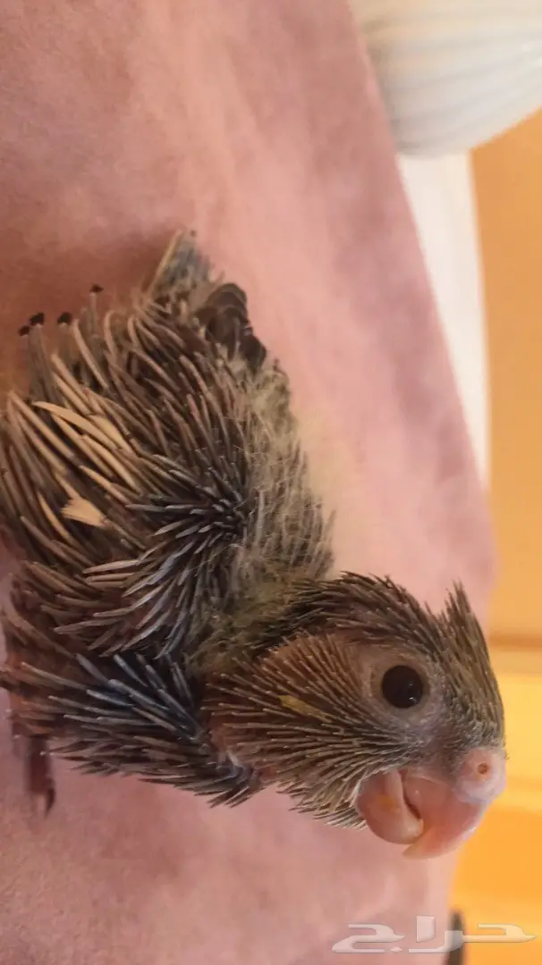 فرخ كروان غر (image 4)