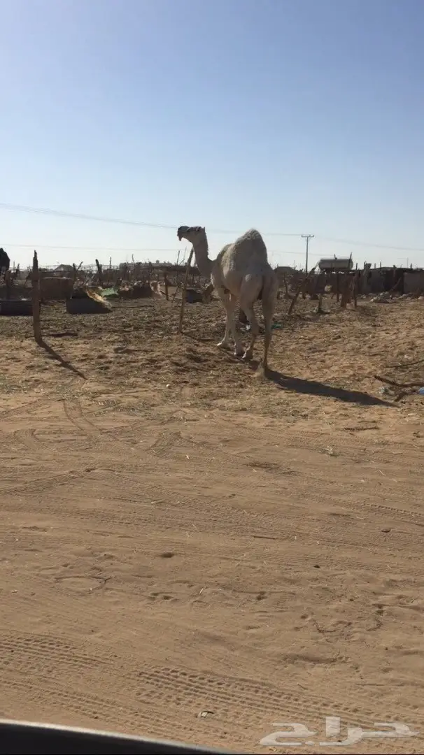 ضروبه طيبه للبيع