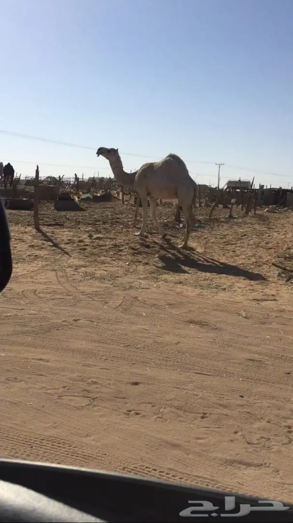 ضروبه طيبه للبيع (image 1)