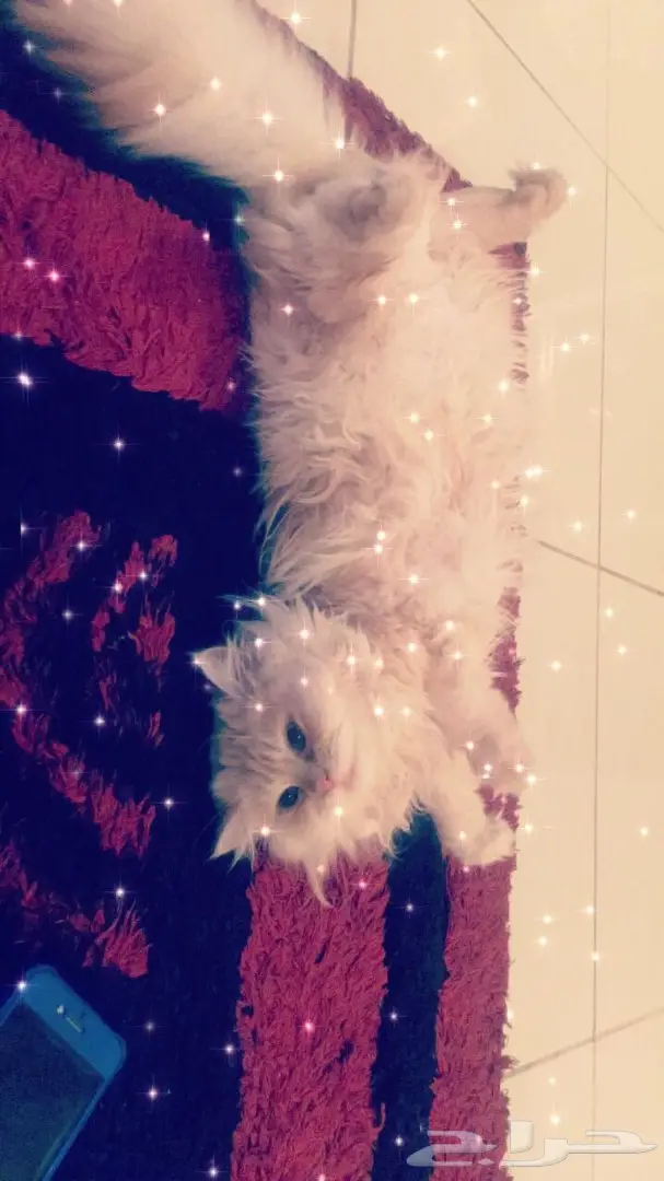 قطة  للتبني (image 1)