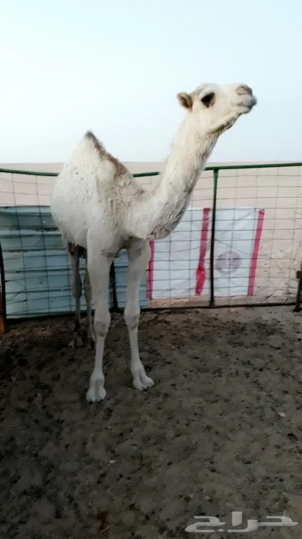 حاشي 10 شهور  (image 3)