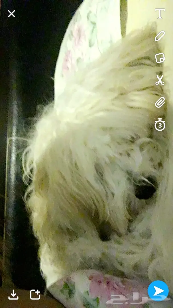 كلبه حامل (image 1)