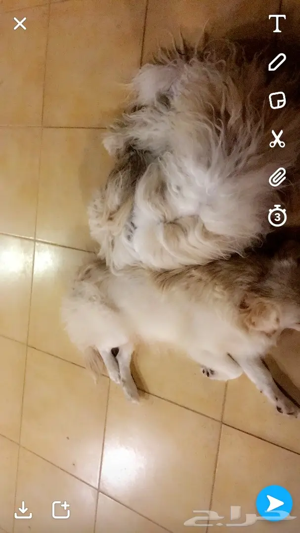 كلبه حامل (image 3)