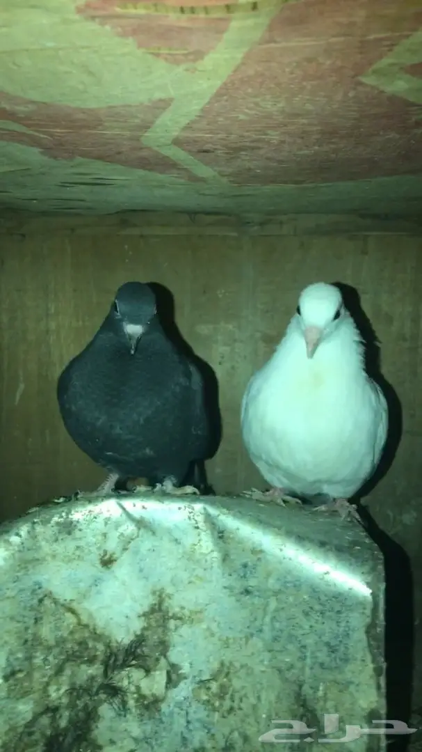 طبه حمام صنعاويه 