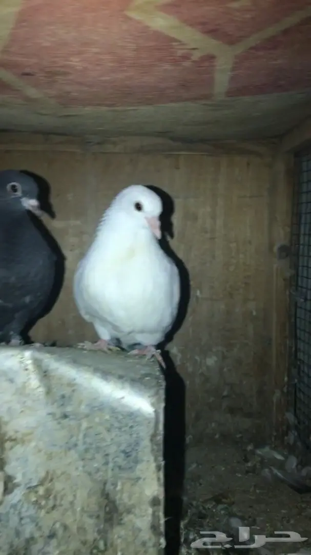 طبه حمام صنعاويه  (image 1)