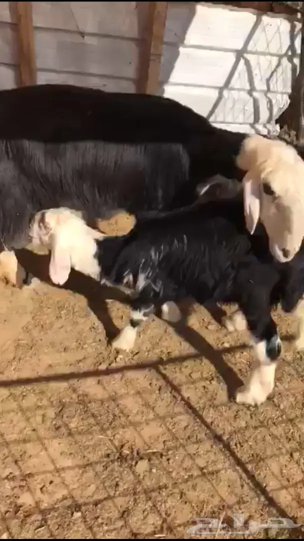 للبيع عدد شاتين نجد كل وحده حدرها واحد