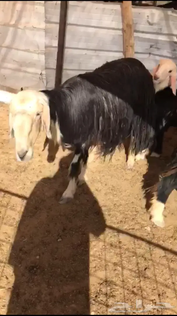 للبيع عدد شاتين نجد كل وحده حدرها واحد (image 1)