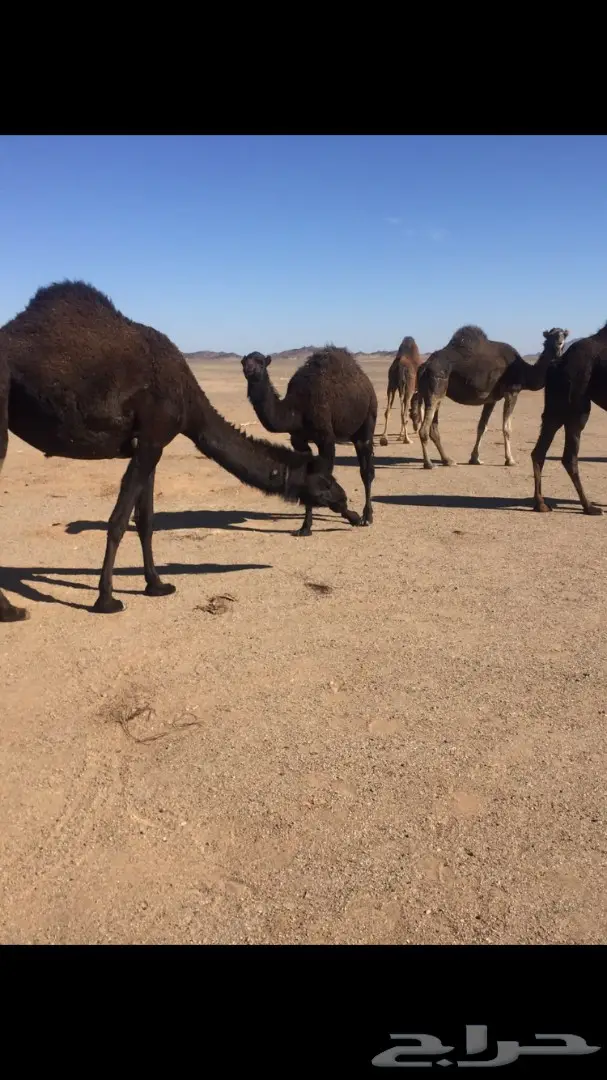 حراج على ابل اليوم بعد العصر شرق المدينه  (image 1)