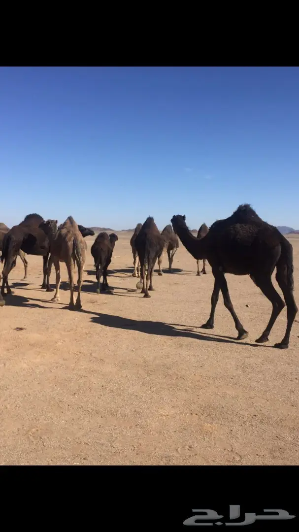 حراج على ابل اليوم بعد العصر شرق المدينه  (image 4)