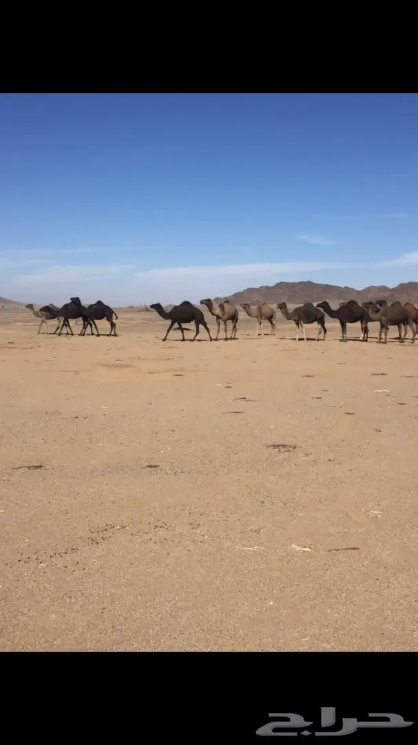 حراج على ابل اليوم بعد العصر شرق المدينه  (image 5)