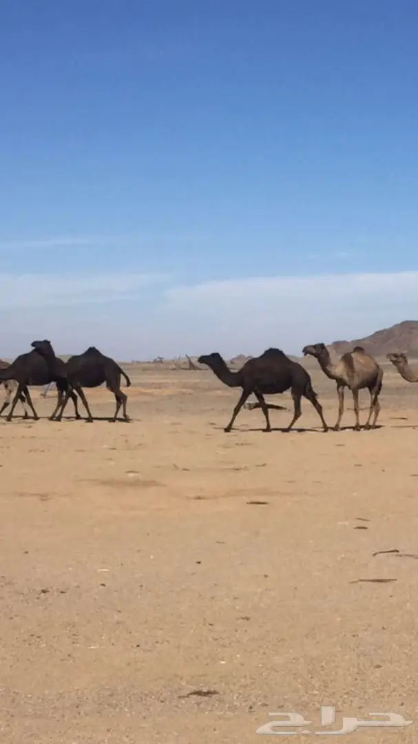 حراج على ابل اليوم بعد العصر شرق المدينه  (image 6)