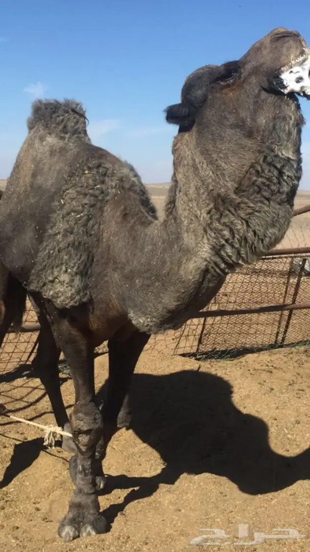 حراج على ابل اليوم بعد العصر شرق المدينه  (image 8)