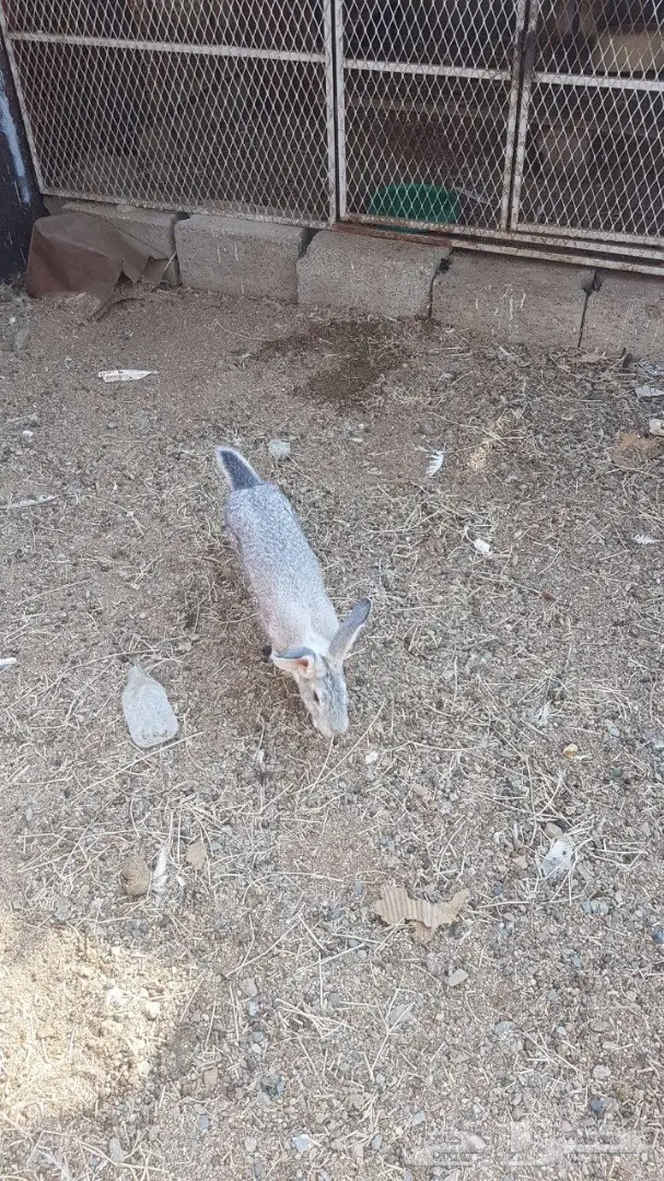 انثى ارنب (image 1)
