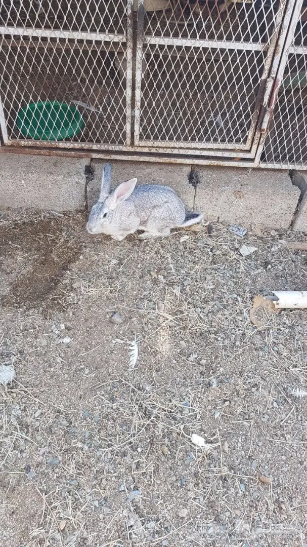 انثى ارنب (image 2)