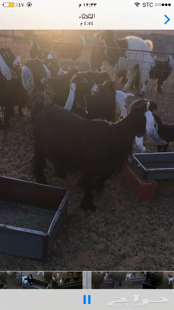 معزا عوارض للبيع (image 2)