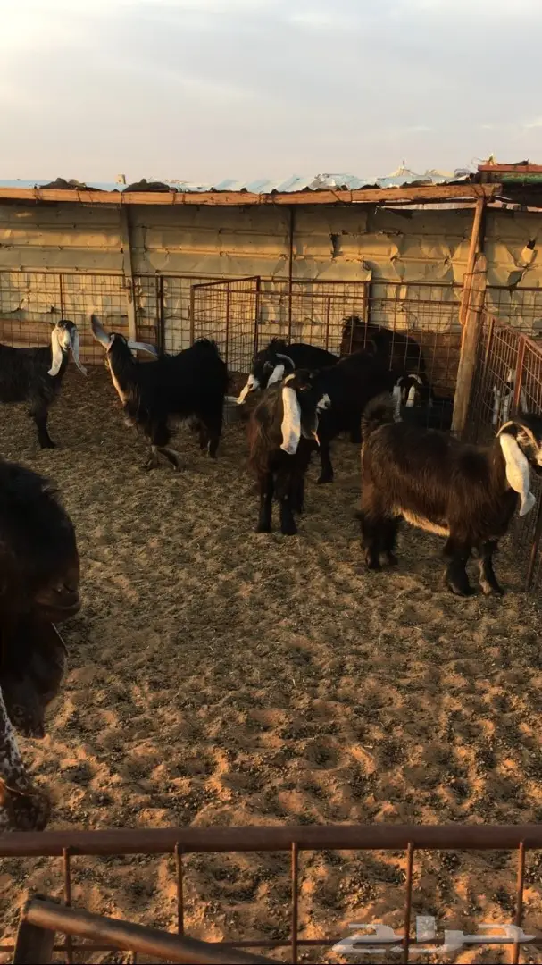 معزا عوارض للبيع (image 3)