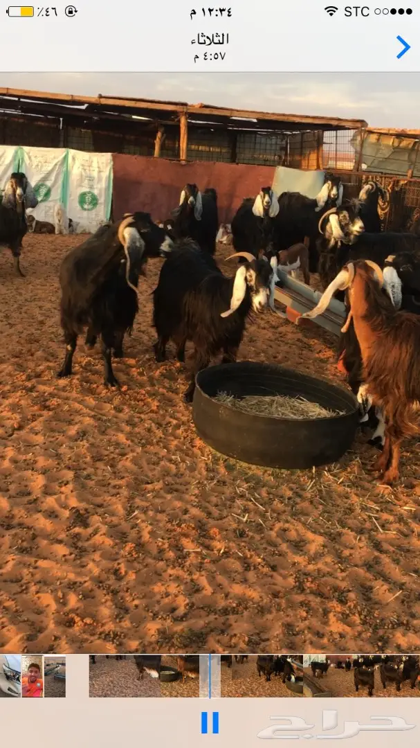 معزا عوارض للبيع (image 4)