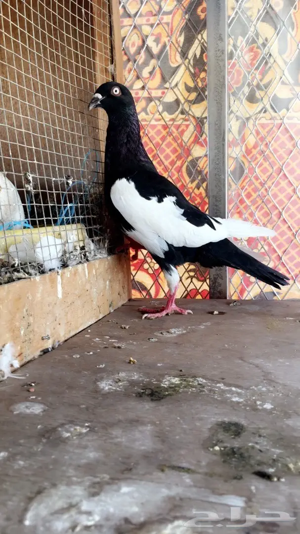 طيره يهودية أو دنش top  (image 1)