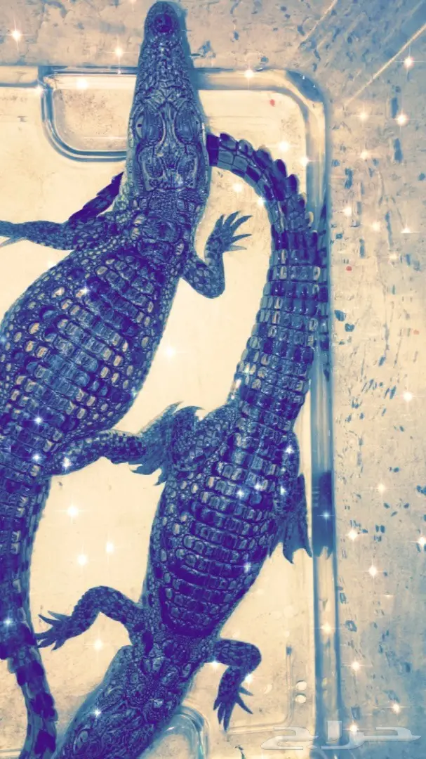 تماسيح النيل الرائعة - فرصة لا تُفوّت!