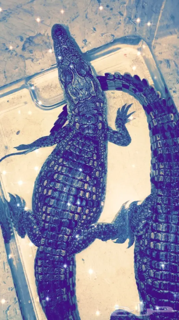 تماسيح النيل الرائعة - فرصة لا تُفوّت! (image 2)