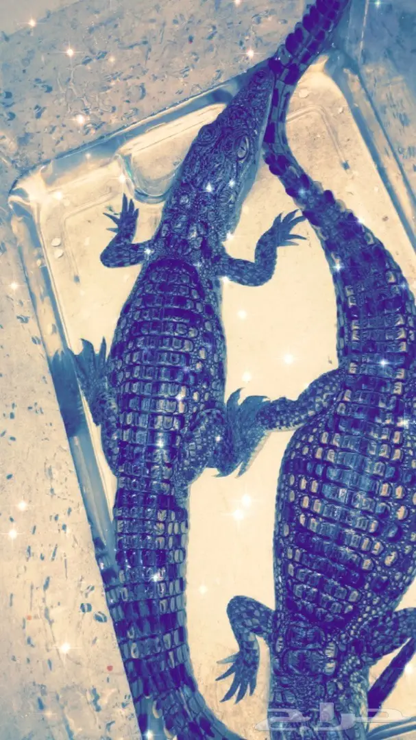 تماسيح النيل الرائعة - فرصة لا تُفوّت! (image 3)