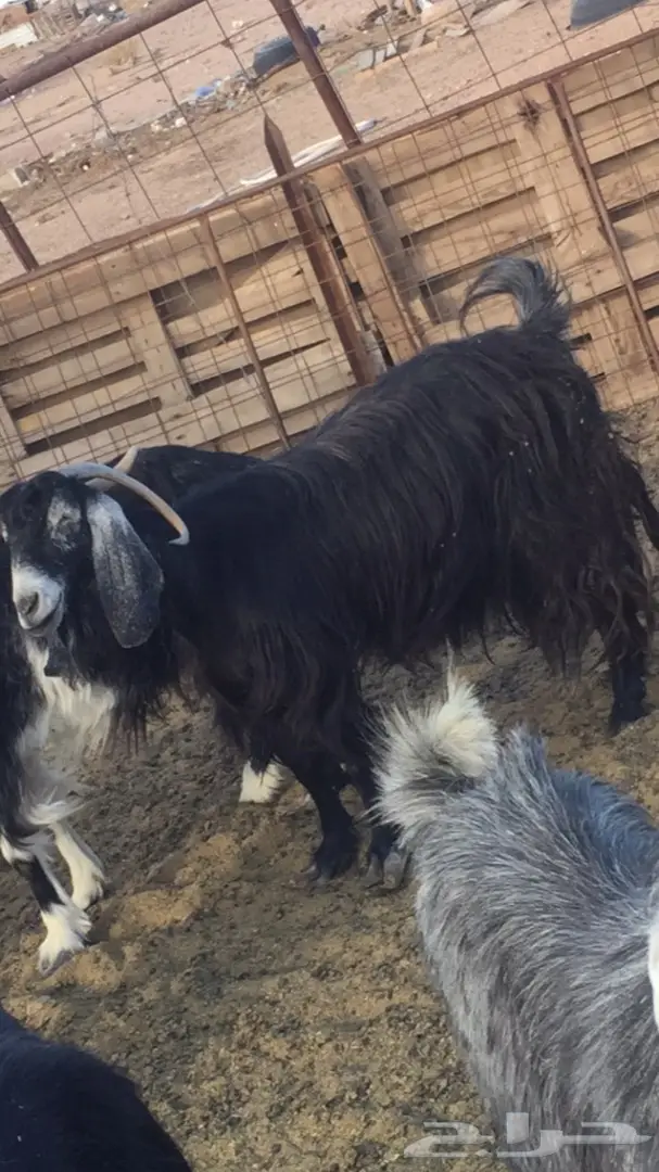 للبيع عنز حليب