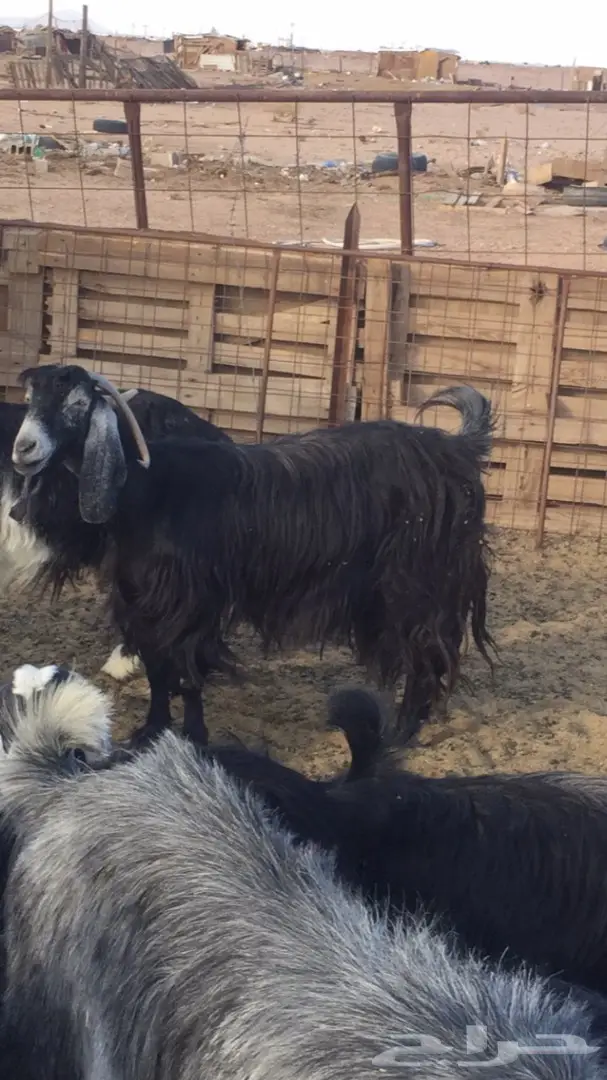 للبيع عنز حليب (image 1)