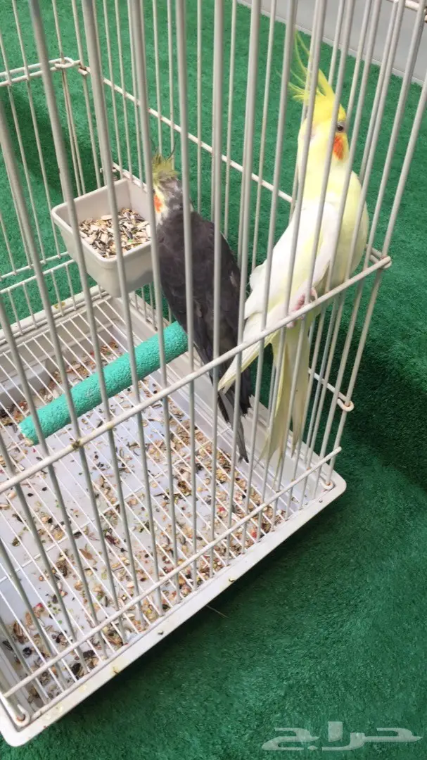 طير كروان ( زوج) 