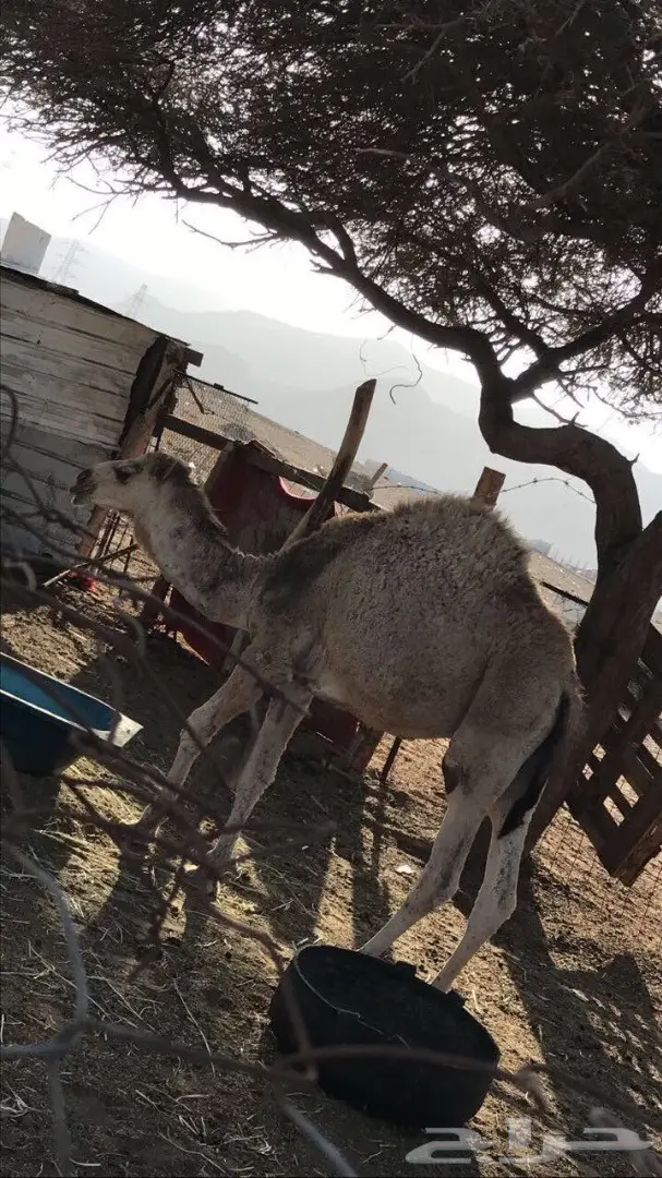 قعود مفرود (image 1)