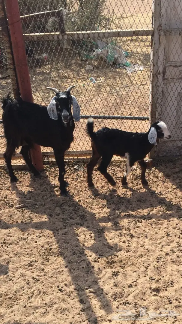 عنز معها بنتها