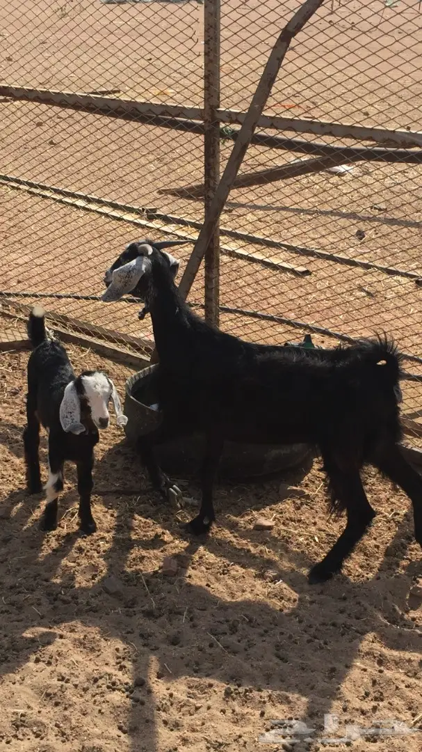 عنز معها بنتها (image 1)