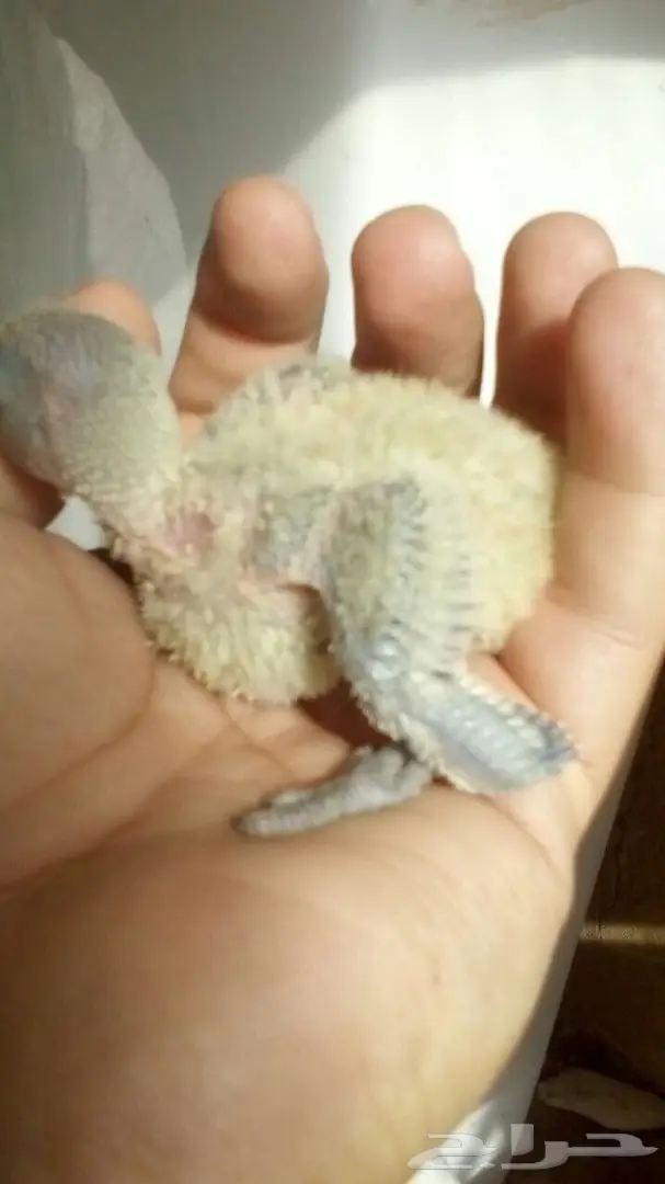 فروخ 3 روز غر (image 1)