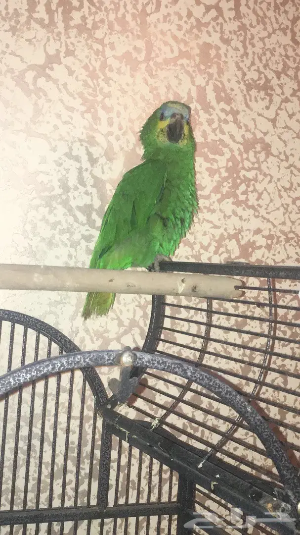 ببغاء امازون 