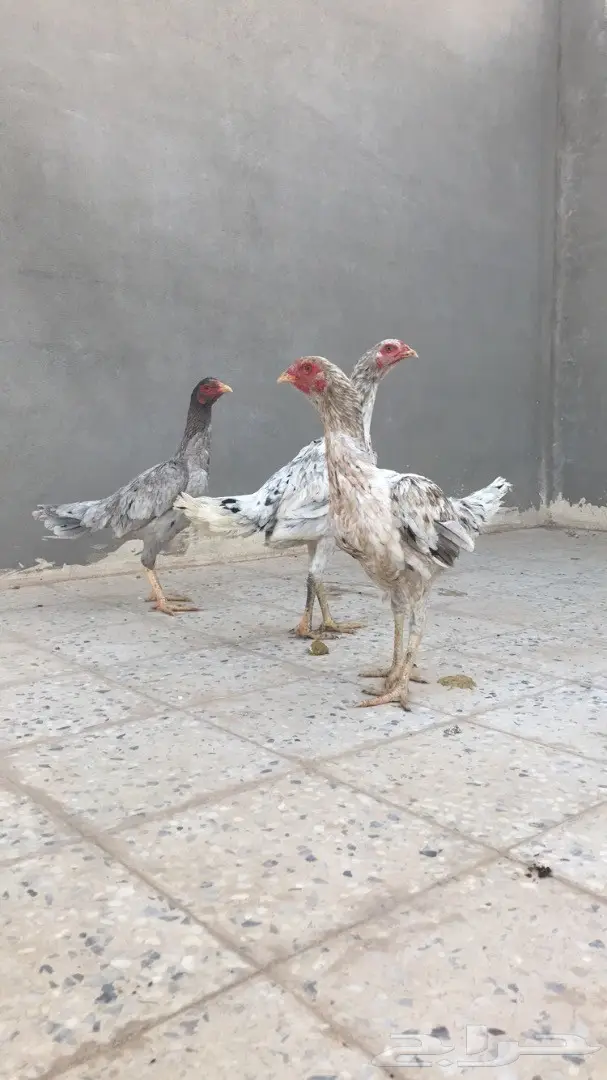 دجاج باكستاني TOOP 