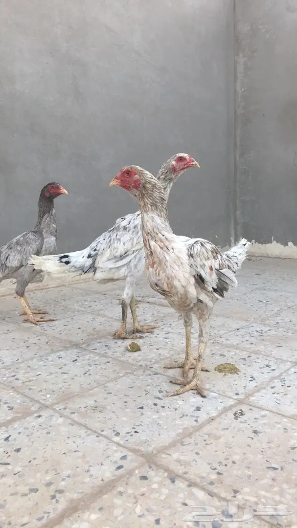 دجاج باكستاني TOOP  (image 1)