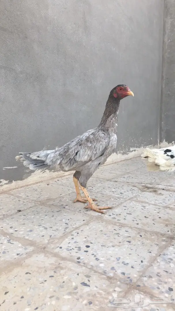 دجاج باكستاني TOOP  (image 2)