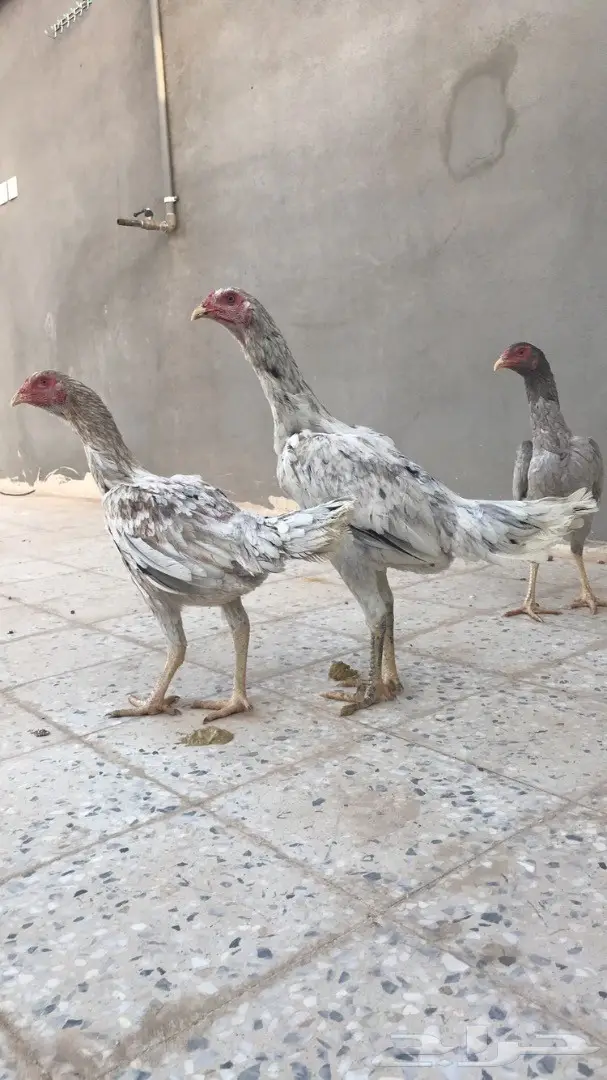 دجاج باكستاني TOOP  (image 3)