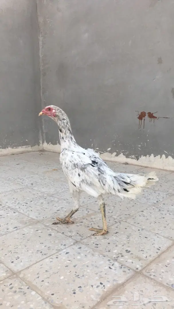 دجاج باكستاني TOOP  (image 4)