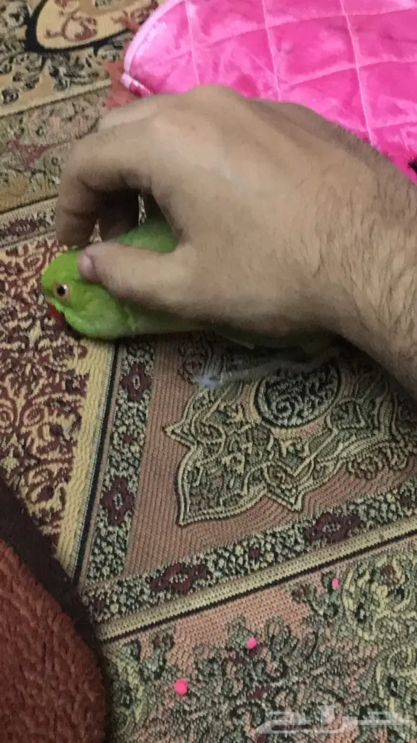 دره ذكر شبابي اليف