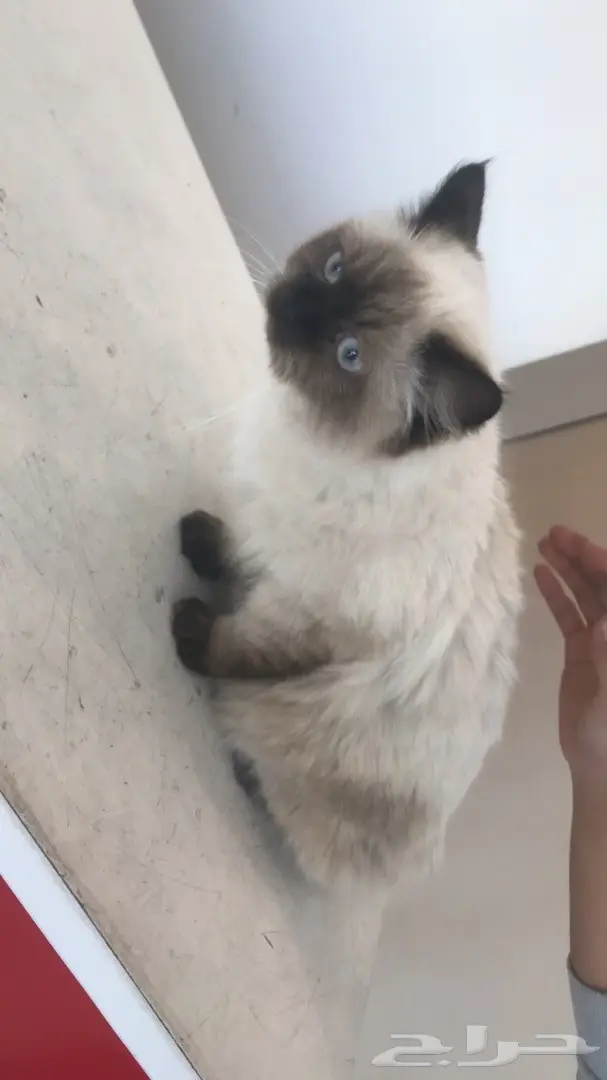 قطه للبيع (image 2)